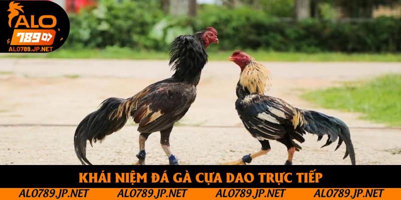 Khái niệm đá gà cựa dao trực tiếp