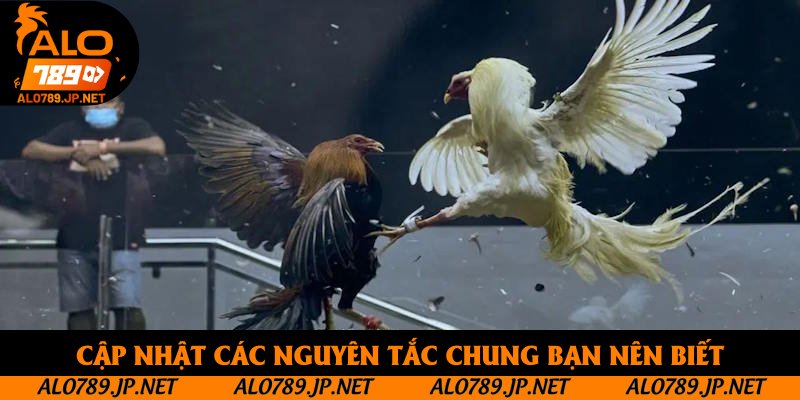 Cập nhật các nguyên tắc chung bạn nên biết