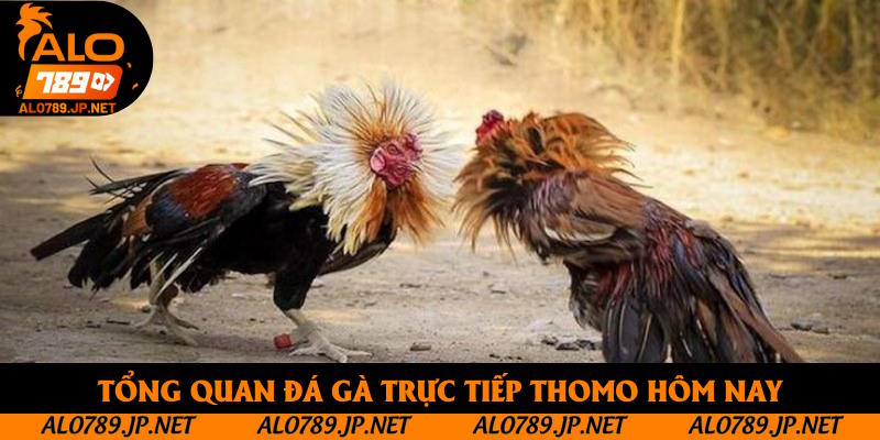 Đá Gà Trực Tiếp Thomo Hôm Nay: Những Loại Hình Đối Kháng Đỉnh Cao 2 Tổng quan đá gà trực tiếp thomo hôm nay
