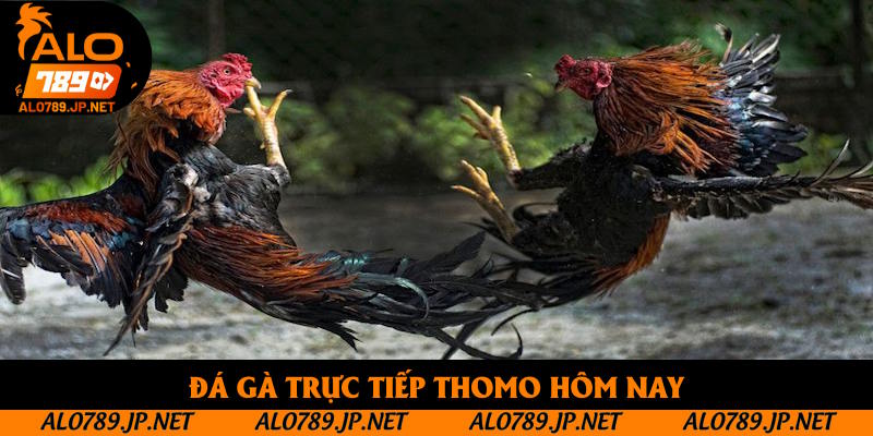 Đá Gà Trực Tiếp Thomo Hôm Nay: Những Loại Hình Đối Kháng Đỉnh Cao 1 Đá Gà Trực Tiếp Thomo Hôm Nay: Cập Nhật Sản Phẩm Cuốn Hút